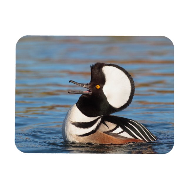 Hooded Merganser Calling Magnet (Horizontal)