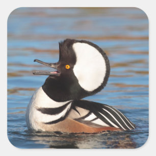 Hooded Merganser Calling Square Sticker