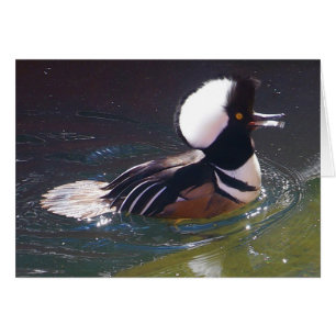 Hooded Merganser Card