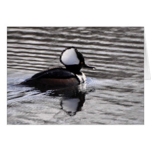 Hooded Merganser Drake