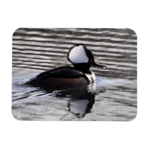 Hooded Merganser Drake Magnet