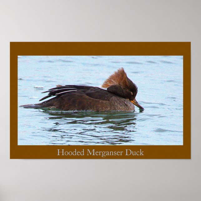 Hooded Merganser Duck Poster (Front)
