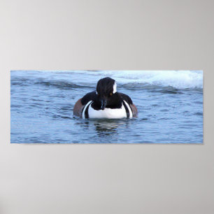 Hooded Merganser Duck Poster