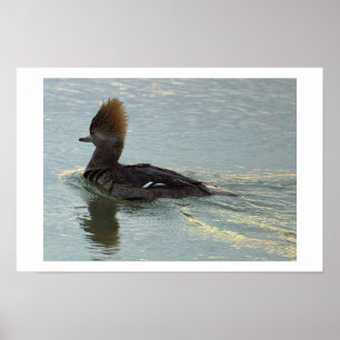 Hooded Merganser Duck Poster