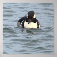 Hooded Merganser Duck Poster