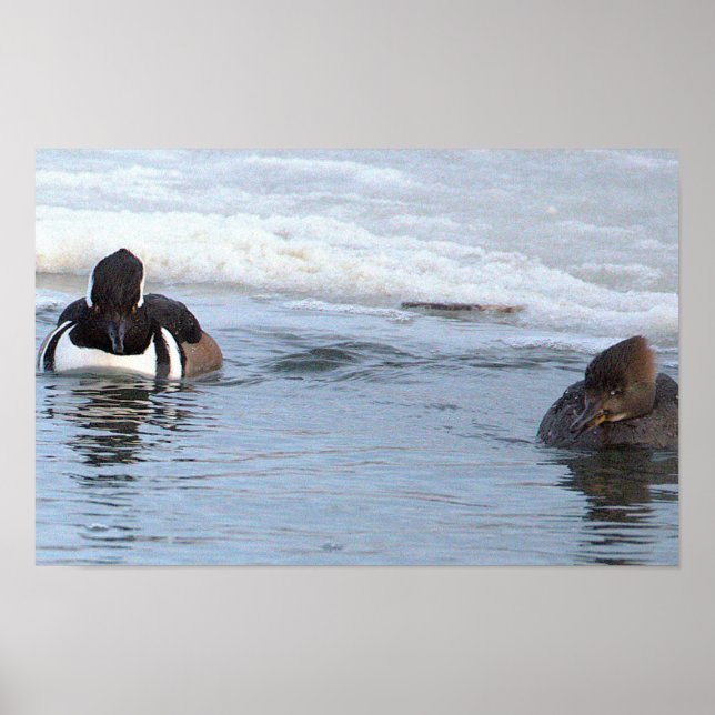 Hooded Merganser Ducks Poster (Front)