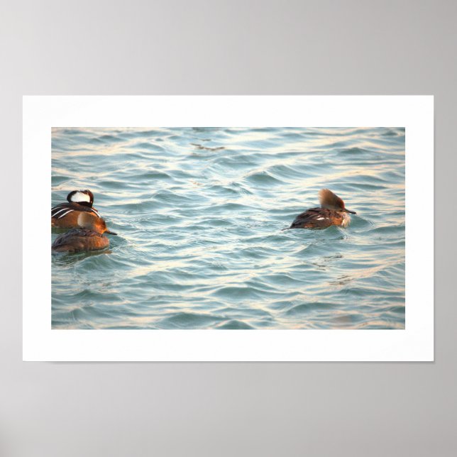 Hooded Merganser Ducks Poster (Front)