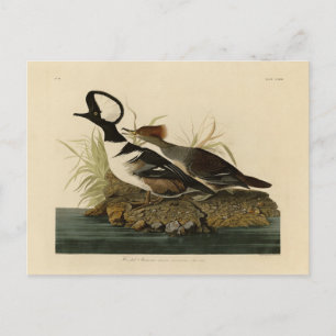 Hooded Merganser - from Audubon's Birds of America Postcard