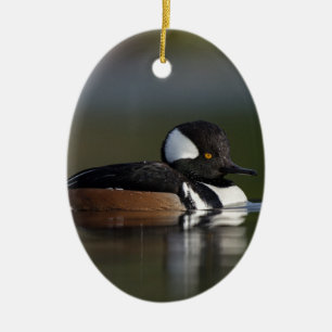 Hooded Merganser in evening light Ceramic Ornament
