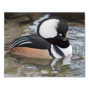 Hooded Merganser Photography Print