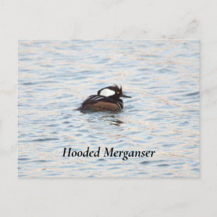 Hooded Merganser Postcard