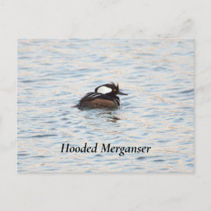 Hooded Merganser Postcard