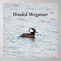 Hooded Merganser Poster
