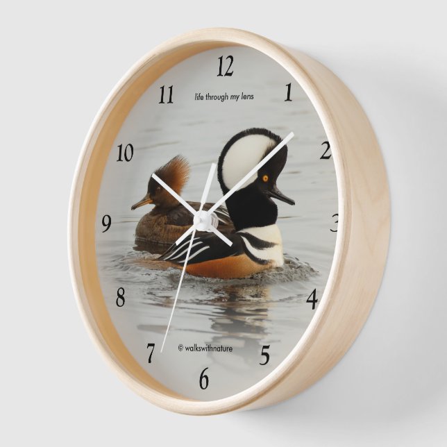 Hooded Mergansers: A Finely Crested Couple Clock (Angle)