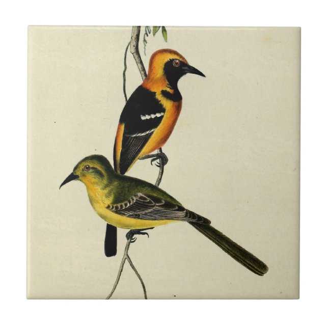 Hooded Oriole Ceramic Tile (Front)