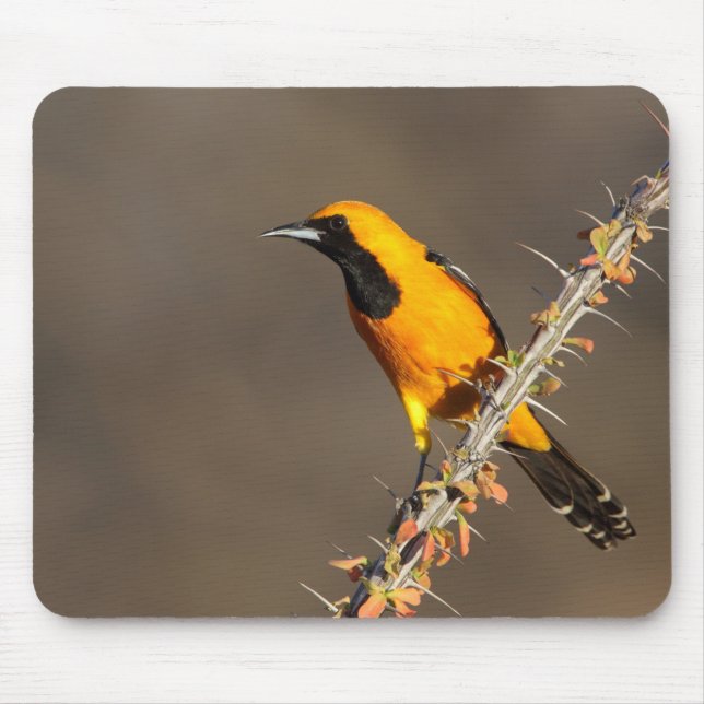 Hooded Oriole on a branch  Mouse Pad (Front)
