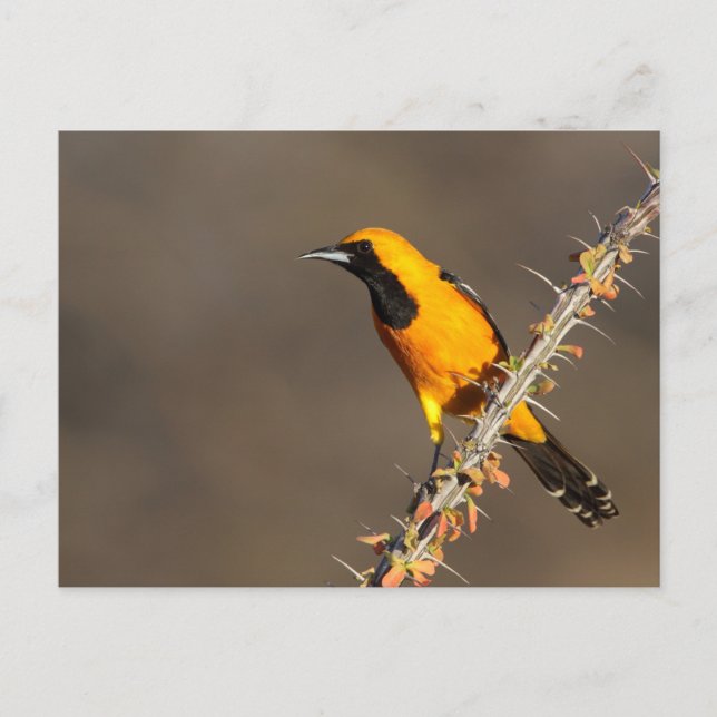 Hooded Oriole on a branch Postcard (Front)