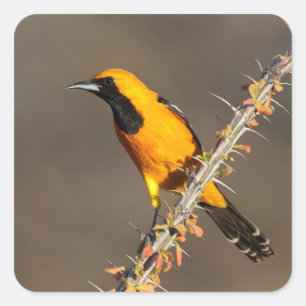 Hooded Oriole on a branch Square Sticker