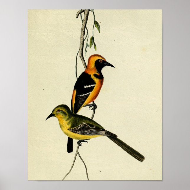 Hooded Oriole Poster (Front)