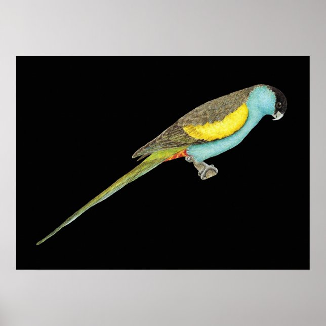Hooded Parrot - Psephotus dissimilis Poster (Front)