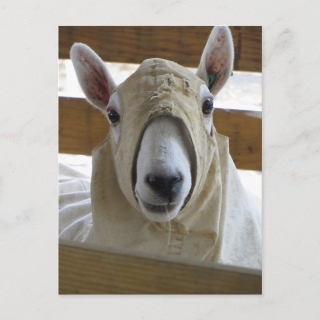 Hooded Sheep 1 Postcard (Front)