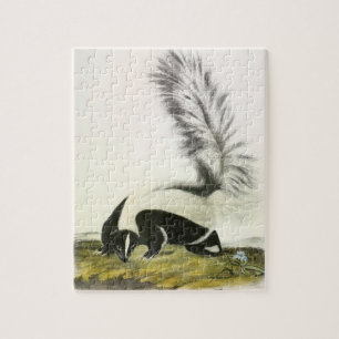 Hooded Skunk or Large-tailed Skunk from Audubon Jigsaw Puzzle
