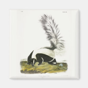 Hooded Skunk or Large-tailed Skunk from Audubon Magnet