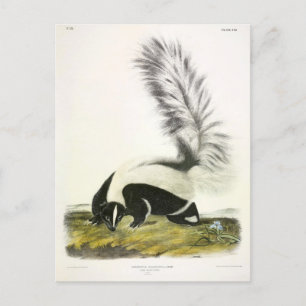 Hooded Skunk or Large-tailed Skunk from Audubon Postcard