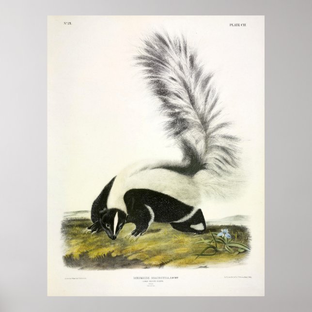 Hooded Skunk or Large-tailed Skunk from Audubon Poster (Front)