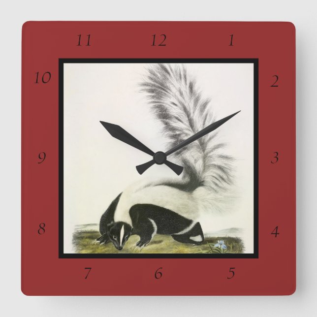 Hooded Skunk or Large-tailed Skunk from Audubon Square Wall Clock (Front)