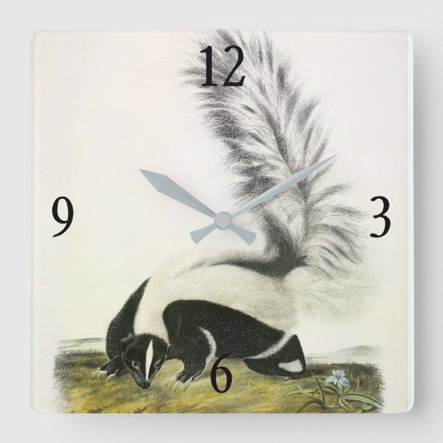 Hooded Skunk or Large-tailed Skunk from Audubon Square Wall Clock (Front)