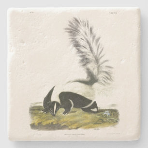 Hooded Skunk or Large-tailed Skunk from Audubon Stone Coaster