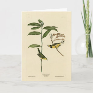 Hooded Warbler from Audubon's Birds of America Card