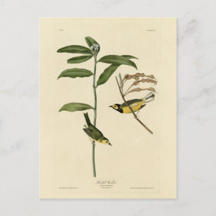 Hooded Warbler from Audubon's Birds of America Postcard