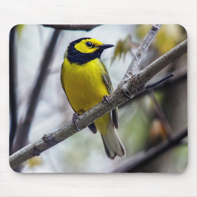 Hooded Warbler Mousepad (Front)