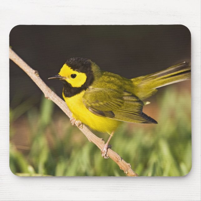 Hooded Warbler Wilsonia citrina) Mouse Pad (Front)