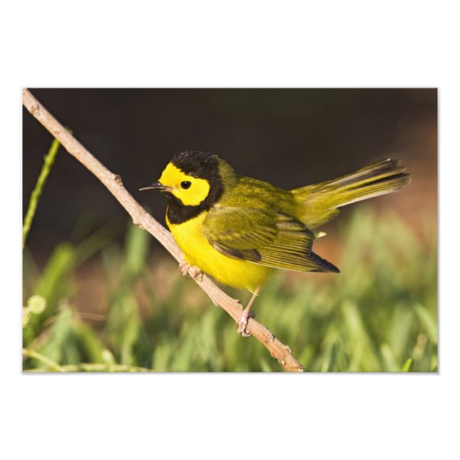 Hooded Warbler Wilsonia citrina) Photo Print (Front)