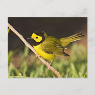 Hooded Warbler Wilsonia citrina) Postcard