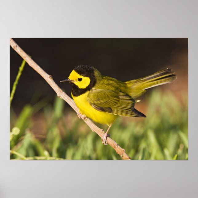 Hooded Warbler Wilsonia citrina) Poster (Front)