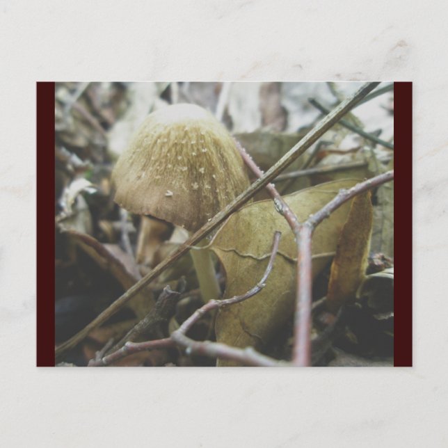 Hoodie Mushroom Postcard (Front)