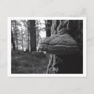 Hoof Fungus Postcard