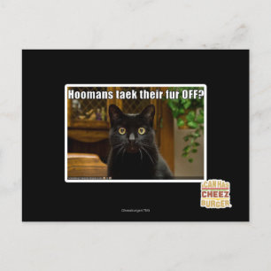 Hoomans Taek There fur OFF? Postcard