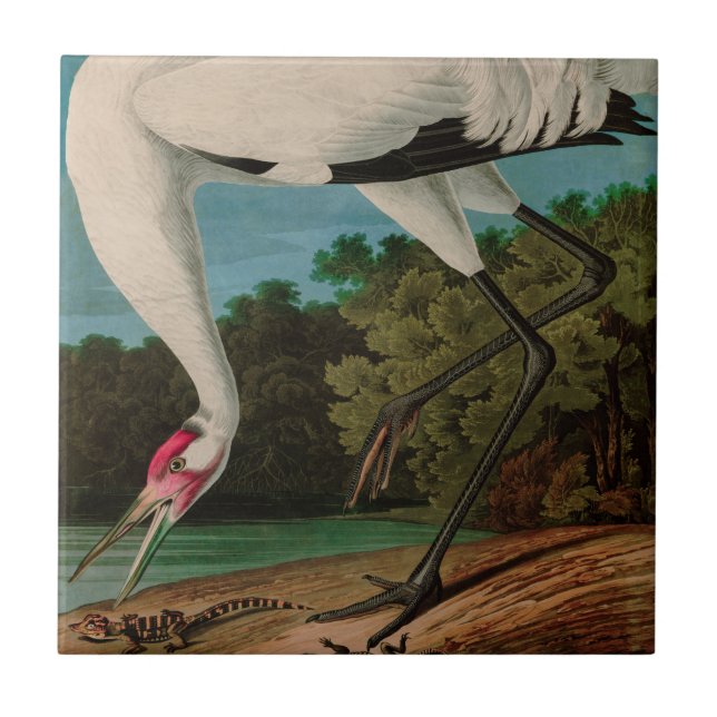 Hooping Crane Birds of America Audubon Print Ceramic Tile (Front)