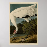Hooping (Whooping) Crane, Audubon Birds of America