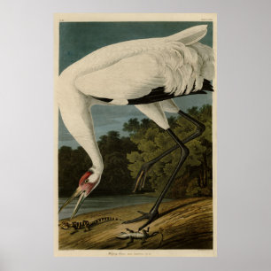 Hooping (Whooping) Crane, Audubon Birds of America Poster