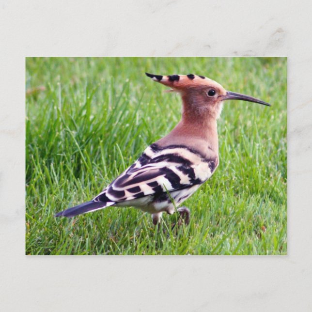 Hoopoe Card (Front)
