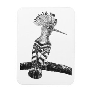 Hoopoe drawing magnet