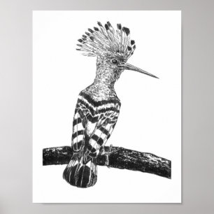 Hoopoe drawing poster