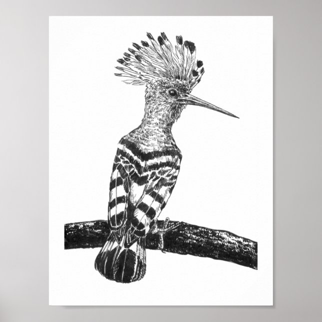 Hoopoe drawing poster (Front)