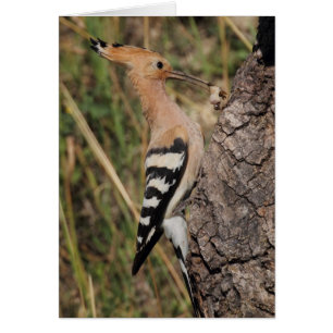 Hoopoe Feeding Nestling